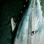 Image of what looks like another tuna with another kind of mermaid spear in it.