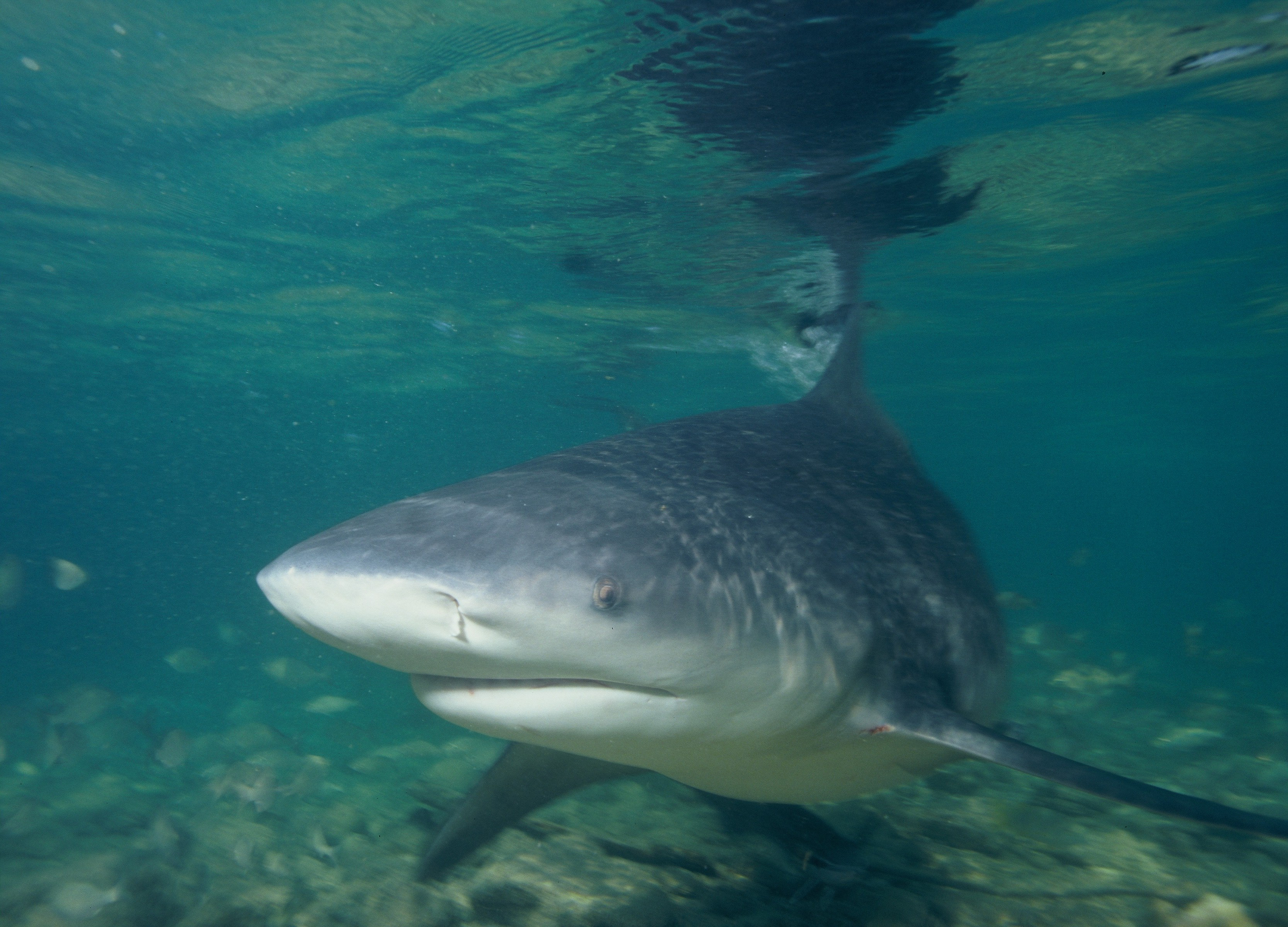 Shark Week 2013 – <em> Voodoo Shark </em>