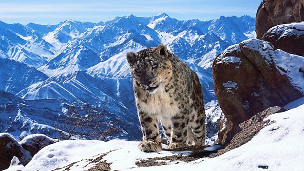 Image of a snow leopard from BBC's Planet Earth 2.