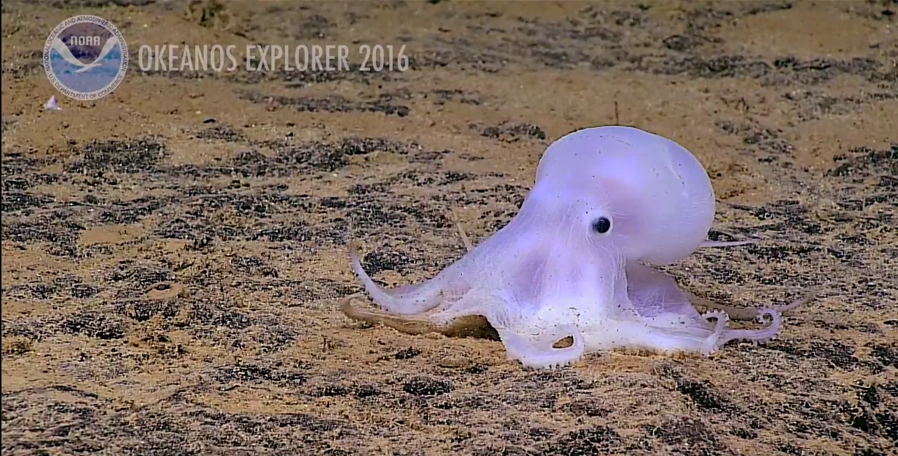 Image of a previously unknown Octopus on the ocean floor