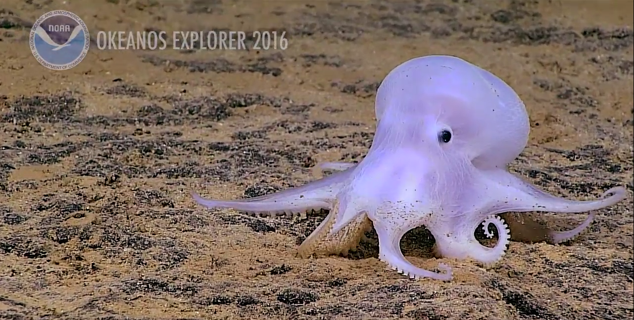 Image of a previously unknown Octopus on the ocean floor