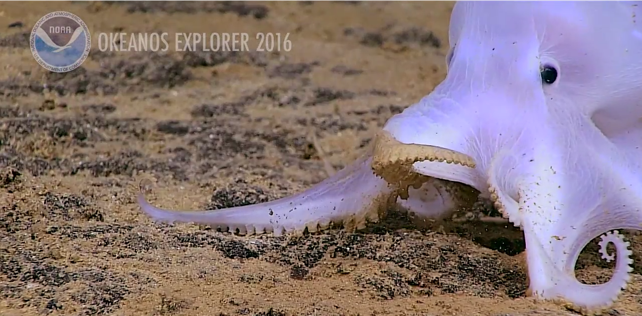 Image of a previously unknown Octopus on the ocean floor