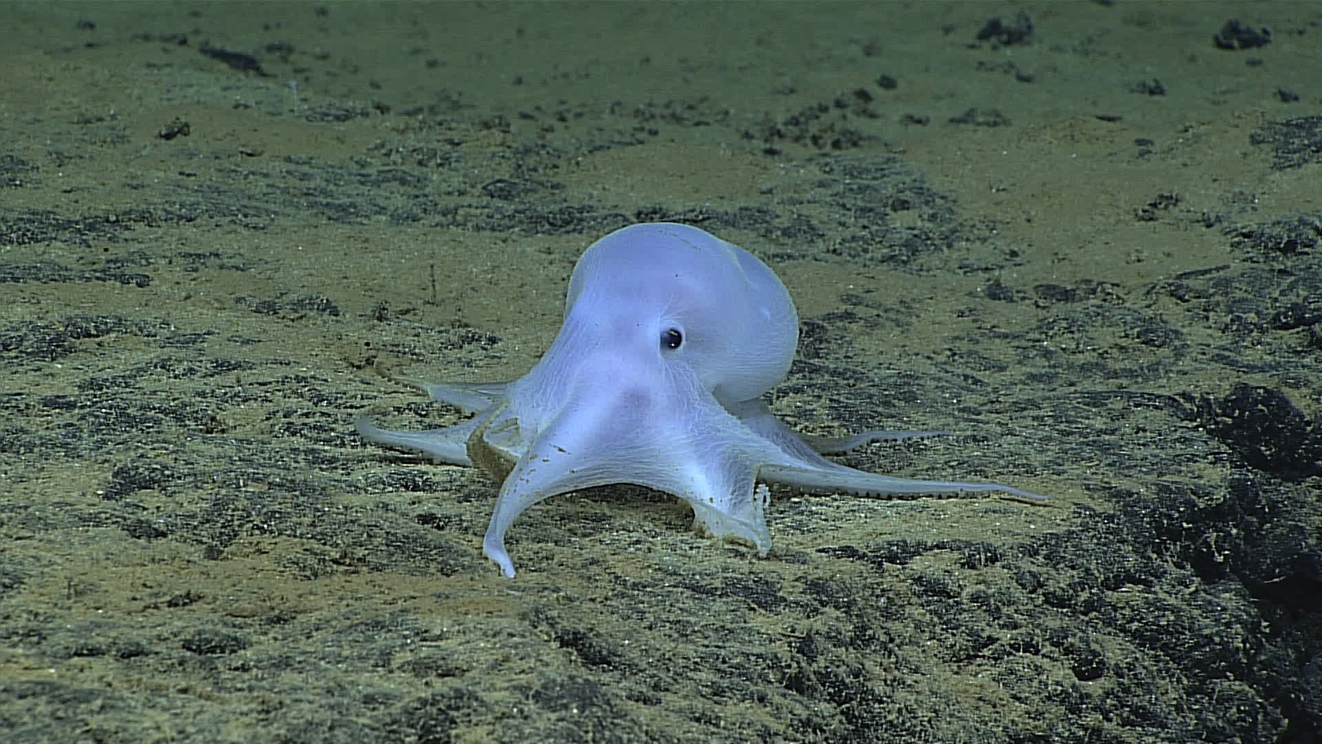 Image of a previously unknown Octopus on the ocean floor