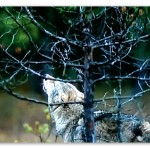 Image of a Life After: Chernobyl commercial featuring a howling wolf.