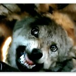 Image of a Life After: Chernobyl commercial with one of the supposedly radioactive wolves.