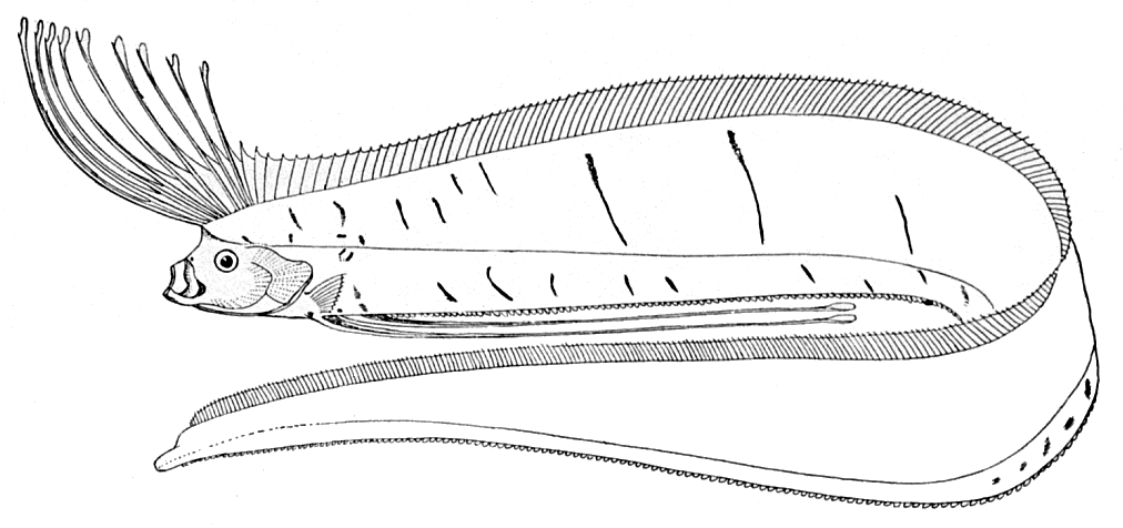 Image of a drawing of a giant oarfish.