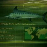 Image of Striped Marlin stats from the new season of River Monsters.