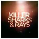 Image of text "Killer Shakrs and Rays"