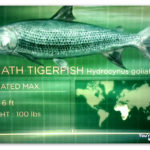 Image of the Goliath Tigerfish