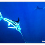 Image of a striped marlin