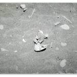 Image of a parrotfish skull in a fish cemetery in Mexico