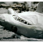 Image of a shark head in a Mexican 'shark cemetery'