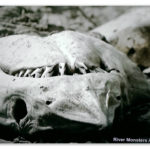 Image of a shark head in a Mexican 'shark cemetery'