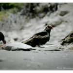 Image of vultures in a Mexican 'shark cemetery'