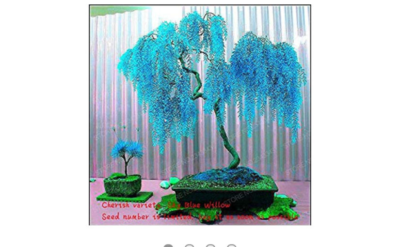 Blue Colored Evergreen Bonsai Scam on the Amazon dot Com