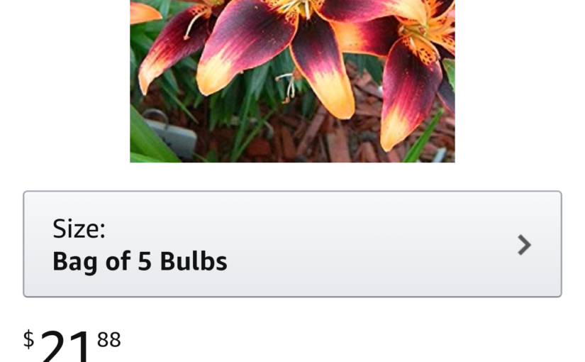 Asiatic Lily Bulb Scam on the Amazon dot Com