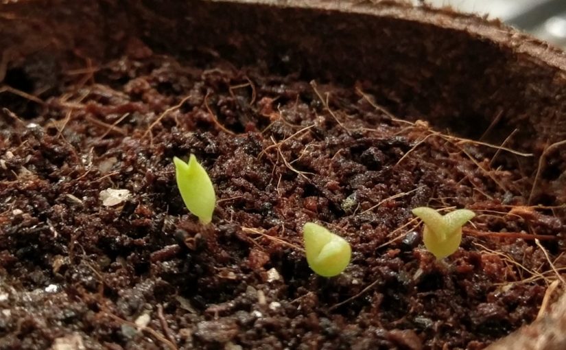 Baby Cacti!